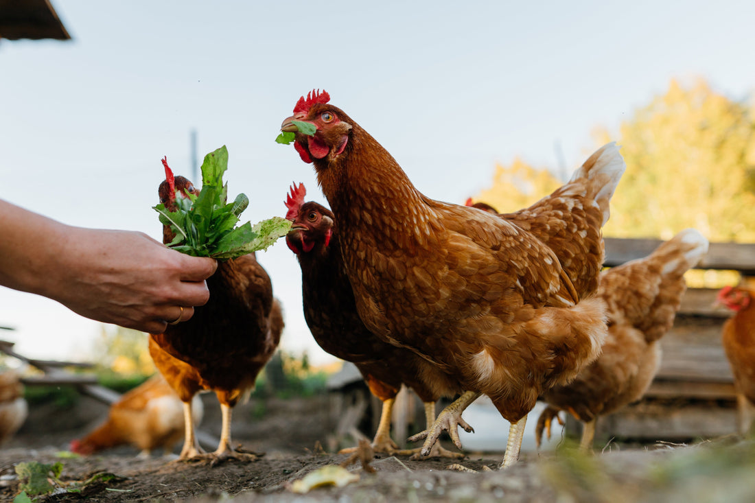 Why Keeping Chickens is an Eggcellent Choice for you Family
