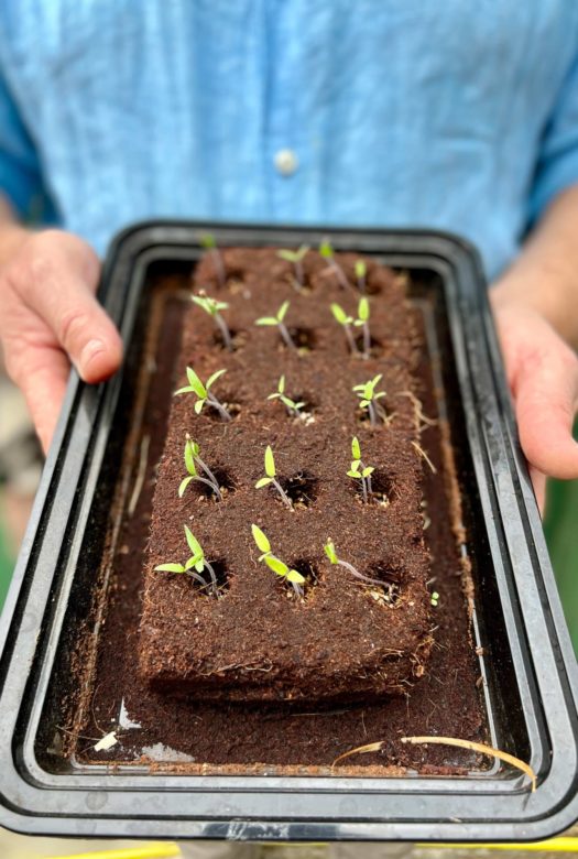 The Red Hot Growbar | Seed Collection | Ready to Grow | Just Add Water