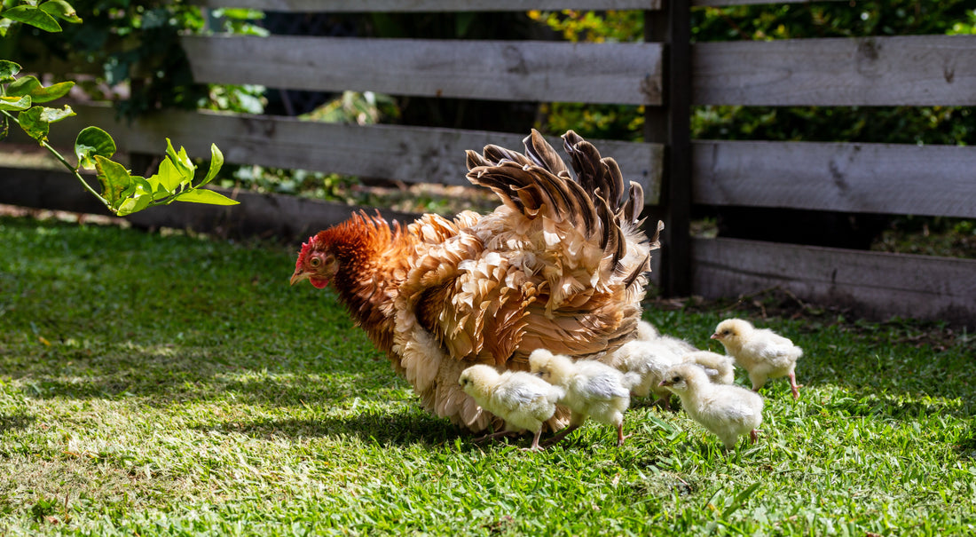What Is Broodiness in Chickens — And What Should I Do?