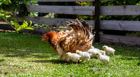 What Is Broodiness in Chickens — And What Should I Do?