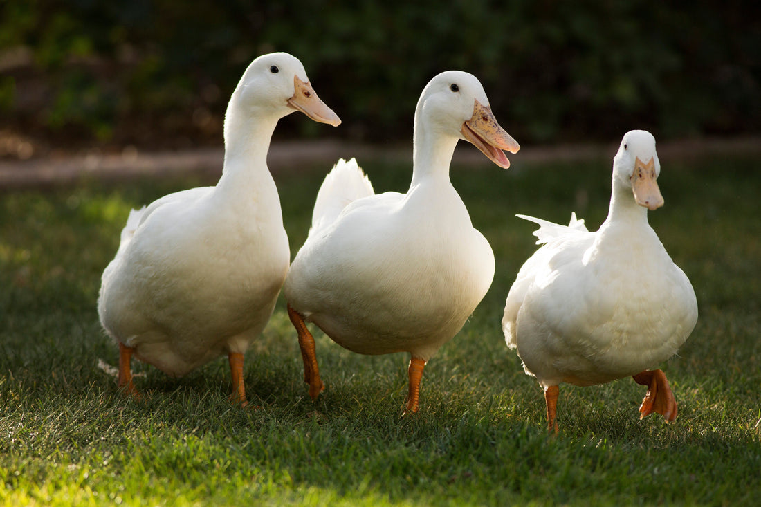 Pet Duck Care in the UK: A Friendly Guide for New Duck Keepers