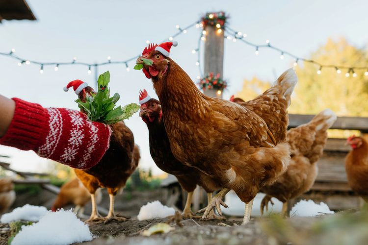 Winter Sale | 15% Off These Products